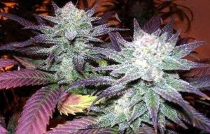 blueberry marijuana seed