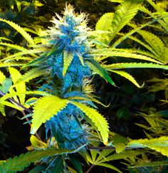marijuana cultivation