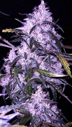 best marijuana seeds for sea of grean