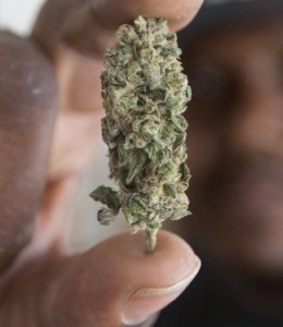 autoflowering cannabis seeds amsterdam