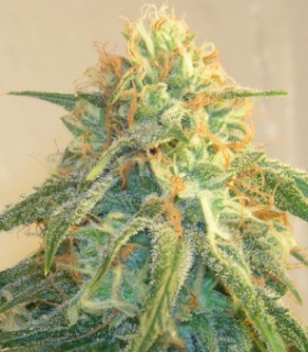 autoflower cannabis seeds uk