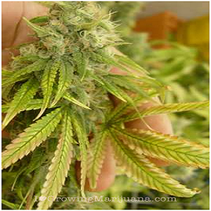 cannabis hermaphrodite seeds