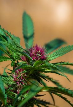 can you get arrested for ordering marijuana seeds online