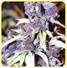 order weed seeds online