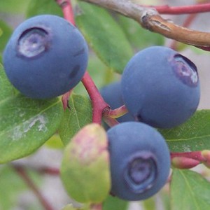 cannabis seed growing