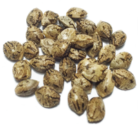 blueberry skunk marijuana seeds