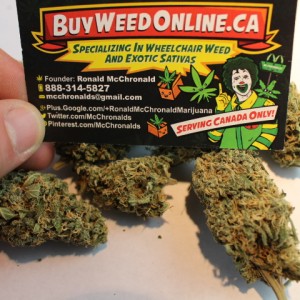 canadian seed company marijuana
