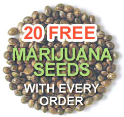 best way to germinate cannabis seeds in soil