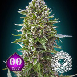 best cannabis seeds indoor growing