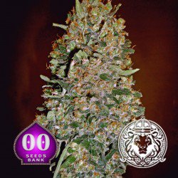 buy weed seeds online india