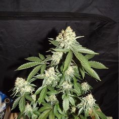 buy medical marijuana seeds