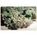 best online marijuana seed shop