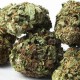cannabis outdoor seed