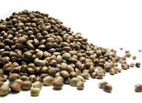 maijuana seeds