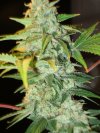 cheap feminized cannabis seeds