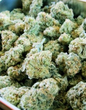 amsterdam marijuana seeds legit
