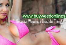 best cannabis seed forum