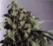 buy chronic cannabis seeds