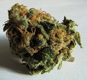 blue velvet cannabis seeds