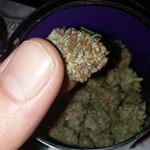 high quality cannabis seeds