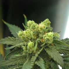 buy the best cannabis seeds online