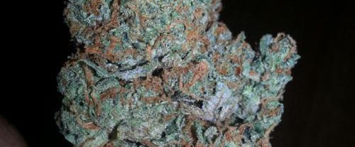 blue cheese cannabis seeds