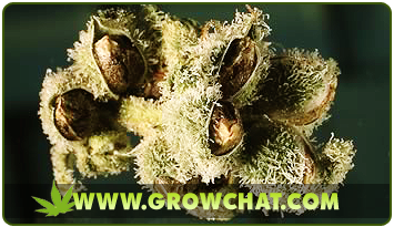 bonsai marijuana free seeds