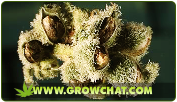 buy cannabis seeds online