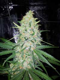 can you buy weed seeds australia