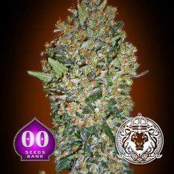 cheapest cannabis seeds uk