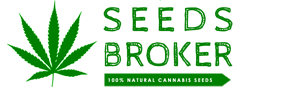 cannabis grow seed