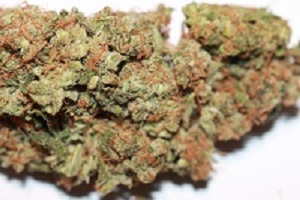 best way to order weed seeds online