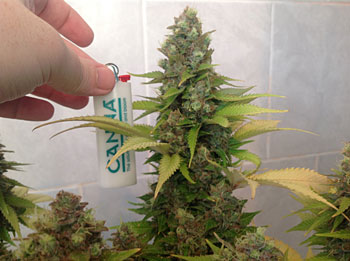 best way to germinate my marijuana seeds