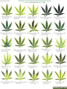 bulk cannabis seeds