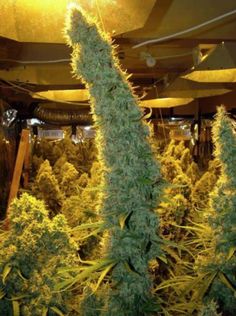 cannabis cannabis cannabis indoor seed