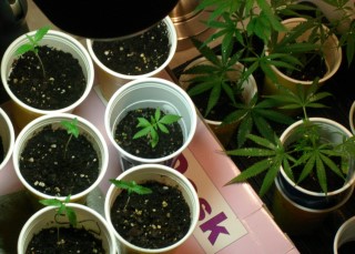 best marijuana seeds growing indoors