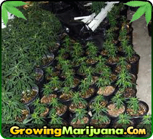 california seed bank marijuana