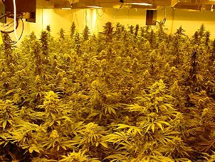 weed seeds for sale usa