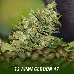 buy single marijuana seeds in canada