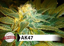 armageddon cannabis seeds