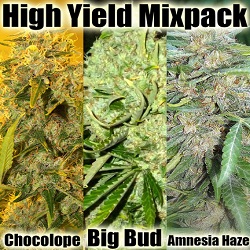 best cannabis seeds for aerogarden