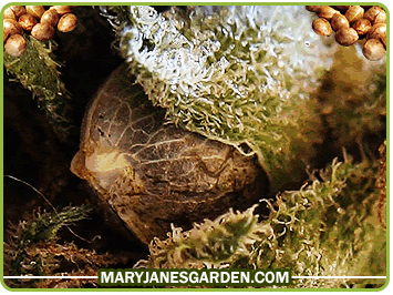 outdoor marijuana growing