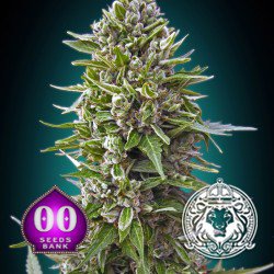 50 thc cannabis seeds