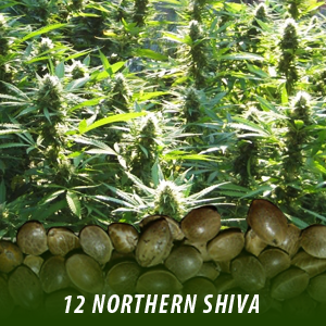 canadian marijuana seeds review