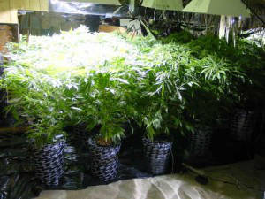 4 week old marijuana seedlings