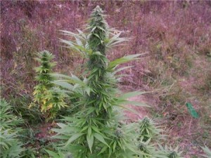 cannabis dwarf seeds