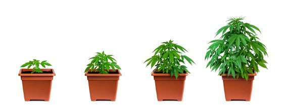 can you use seeds from weed to grow