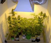 best marijuana seeds to grow indoors