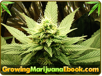 buying cannabis seeds uk law