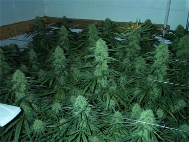 buy weed seeds free shipping